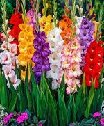 PARYAVARAAN Gladiolus Flower Bulbs Mixed Colour For Home Gardening Pack Of 5 Bulbs