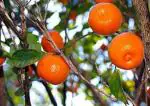 Zomoloco Fruit Orange Hybrid Plant - 135 Mm