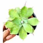 INDIAN FLORA : KALENCHOE ( Red, pink, Yellow) , Combo -3 , Natural Live Plant , Plastic Pot , Home Decor Plant , Annual Flowering ,