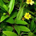 ADITYA GREEN PLANTS AGP Green Bhringraj False Daisy Yellow Flower Medicinal Live Plant