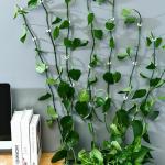 THORKHAN Plant Clips for Climbers 30 PCS Money Plant Clips Wall Support Plant Climbing Wall Clips