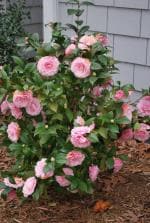 Cloud Farm Hybrid Camellia Rose Plant - 200 mm CF_O133