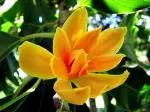 Online Plant Bazar Gold En Champa Flower Grafted Live Plant, Height-1.5 Ft To- 2 Ft