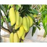Cloud Farm Alphonso mango tree Healthy (1 Healthy plant) CF_1025
