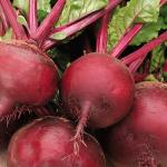 TRICONE Beetroot Seeds, 550 Per Packet