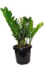 INDIAN FLORA : ZAMIA ( ZZ Plant ) | Natural Live Plant | Plastic Pot | Air Purifying |Home Decor Plant |