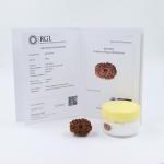 ShivaRatna 14 Mukhi Lab Certified Rudraksha (Origin Nepali) Premium Bead