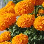PARYAVARAAN Marigold Inca Seeds Orange Flower For Terrace Gardening pack of 10 seeds