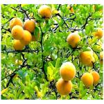 Cloud Farm Nagpur Mandarin Orange All Time Variety Grafted Santra Fruit Healthy Plants & Tree(1-1.5 Ft Size) CF_988