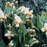 Kapebonavista mesua ferrea sappling plant, nageswara, indian rose chestnut, nag champa