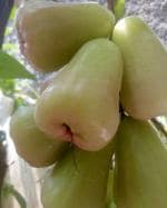 Cloud Farm Hybrid Java Rose Apple Pink Jamun Plant - 200 mm CF2174