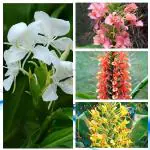 HARITADHARA Hedychium Ginger Lily Multicolor Flower Bulbs Multi-Qty Packs For Home Gardening Plant Summer Special (5 Bulbs)