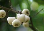GLOBALPLANTS SWEET WHITE WATER APPLE PLANT / WHITE WATER APPLE PLANT