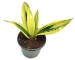 India Gardening Sansevieria trifasciata Mother-in-law Tongue Snake Plant