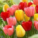 PARYAVARAAN Premium Winter Flower Bulbs Tulip Mixed Suitable for Indoor & Outdoor (Pack Of 2 Bulbs)