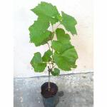 EverSneh Real Live Grape Fruit Moon Drops Black Seedless Vine Cutting On Plastic Pot Exotic Plants Outdoor (1 Healthy Plant)