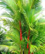 Heaven Of Saplings Areca Palm (Pack of 1)