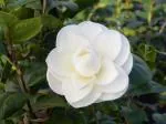 Online Plant Bazar Camellia Flower Live Plant