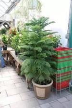 Cloud Farm Hybrid Christmas Tree Plant - 200 mm CF37