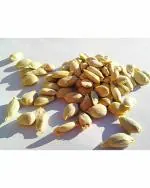 Green World Organic Lemon Seeds 10 g