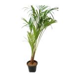 Cloud Farm Healthy Rare Areca Palm Indoor Air Purifying Plant, CF_61