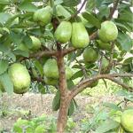 PLATONE Guava Plant_Guava Plant rhhh(x259