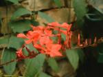 Plantzoin Red leadwort Rakthachitrak Plumbago indica Rakta chita Live Plant