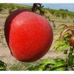 Cloud Farm Japanese Egg of Sun/Miyazaki Mango Fruit Grafted Healthy Plant,Pack of 1. CF_1055