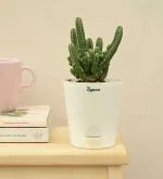 UGAOO Elongated Cactus Plant With Self Watering Pot