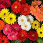 PARYAVARAAN Gerbera Daisy Seeds pack of 10 seeds
