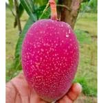 Cloud Farm Miyazaki Mango Tree Plant Hybrid Grafted Japanese Sweet Red Miyazaki Mango Tree Fruit Plant World Most Expensive Sweet Mango Fruit CF_N1_04