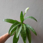 Ashokavanam Squill plant (Drimiopsis Kirkii)