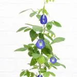 Heaven Of Saplings Aparajita/ Butterfly Pea Plant (Pack of 1)