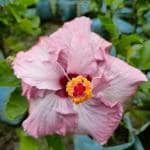 Online Plant Bazar Blue Double Petal Hybrid Hibiscus Flower Live Plant