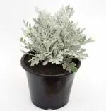 India Gardening Silver Dust | Cineraria maritima,Silver Ragwart,Dusty Miller Live Plant