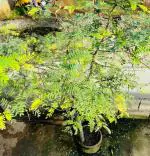 GREENZILLA Live Shami Holy Tree Prosopis Cineraria Plant Banni Maram Sammi Summy Dhaniushta Patra Sami Plant Chikur Chonkar Paudha Jammi Chettu Jandi Khejri Parampu Paudha Balcony Outdoor Gardening