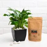 FlowerAura Air Purifying Live Indoor Peace Lily Plant In Plastic Blossom Pot With Manure For Living Room, Balcony, Bedroom, Home/ Office Decor, Birthday Gift, Anniversary Gift, Diwali Gift