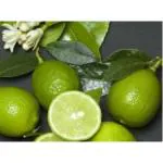 Cloud Farm Baramasi lemon Grafted hybrid fruit plant 