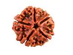 Feel Touch Mart Rudraksha 5 Mukhi Big Size Original Lab Certified Rudraksh 5 Mukhi Nepal Real Panchmukhi Genuine Round Bead Asli Nepali Pure Rudrax For Jaap Mala