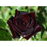 Cloud Farm Rose Flower Healthy Plant/Hybrid/Grafred Fresh Red Rose Plant For Home Garden (Pack Of 1),CF_R81