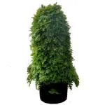 SENECIO LIVE PLANT Sanjeevani Booti Pitta Kalu Selaginella Bryopteris Laxman Booti Evergreen Ready Live Plant, Rare Herb Medicinal Good Luck Plant For Home & Office (PLANT SIZE LARGE)
