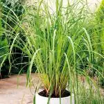 Earth Angels Lemon Grass PlantLebu Gas PlantLEMON GRASS LIFE PLANT