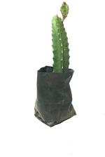 Zomoloco Dragon TreeDragen PlantD Dragon Fruit Plant