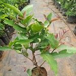 Kapebonavista Safed Jamun Jambu White Guava Love Apple Plant