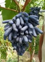 Online Plant Bazar Black Sweet Grapes Live Plant-Bg2