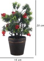 The Entacloo Pomegranate PlantBedana PlantPomegranate or Anar Hybrid Grafted Variety Tree Live Plant