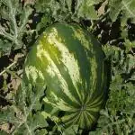 CooPany Tharboosani seeds/Water Melon Seed/Puchakaya Seeds (15 Seeds)