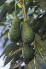 Cloud Farm Hybrid Maluma Avocado Plant- 200 mm CF_O423