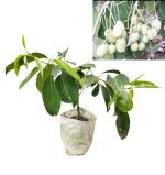 Online Plant Bazar White Jamun Jam Grafted Thai Variety Live Plant
