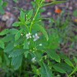 Hug A Plant Kallurukki (Scoparia Dulcis) Stone Breaker Ornamental/Medicinal/ Live Plant (Home & Garden)